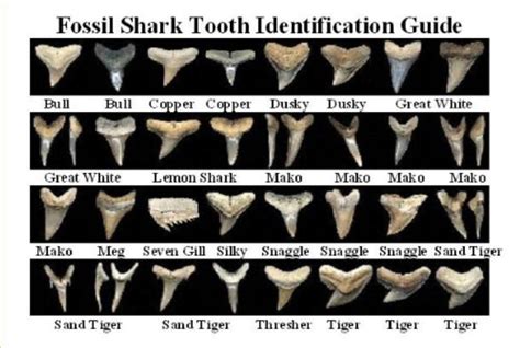 fossil shark teeth identification